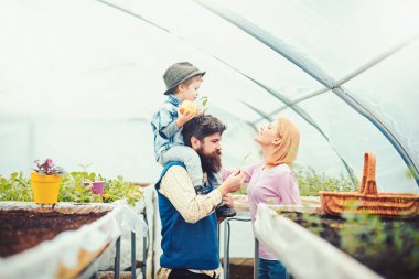Yan görünümü anne babalar omuzlarında onun oğlu kartal arıyorum. Boncuklu adam mavi yelek sera içinde aile ile vakit geçirmek. Eko Bahçe kavramı