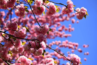 Kiraz çiçeği. Sacura kiraz ağacı. Kayısı çiçek açması makro yumuşak dalları gökyüzü arka plan üzerinde odaklanmak.