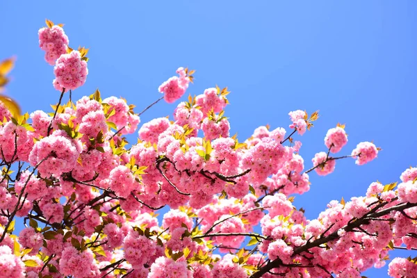 Prachtige bloemen voorjaar abstracte achtergrond van aard. Kersenbloesem. Sacura kersen-boom. Voor Pasen en lente wenskaarten met kopie ruimte. Lente grens achtergrond met roze bloesem. — Stockfoto