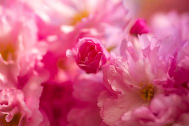 Kiraz çiçeği. Sacura kiraz ağacı. Japon cherry. Prunus serrulata yakın çekim.