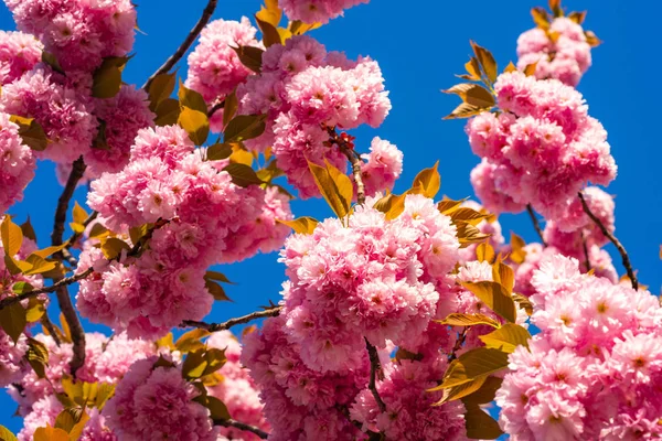 Fiore di ciliegio. Sacura ciliegio. Rami di macro albicocca in fiore con soft focus sullo sfondo del cielo. Bella scena naturale con albero in fiore e giornata di sole . — Foto Stock