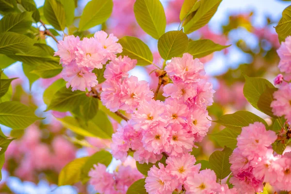 Körsbärsblommor. Sacura cherry-träd. Grenar av blommande aprikos makro med mjuk fokusera på himmel bakgrund. — Stockfoto
