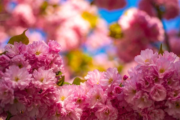 Cseresznyevirág. Szép virágos-tavaszi absztrakt háttér a természet. Szabó cseresznyefa. Japán cseresznye. Prunus serrulata. — Stock Fotó