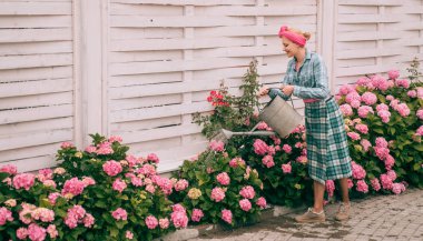 Ortanca. Bahar ve yaz. Sera çiçekler. kadın çiçek bahçesinde bak. mutlu kadın bahçıvan çiçekli. Çiçek bakım ve sulama. toprak ve gübre. Bir güzel çiçek grup yapma