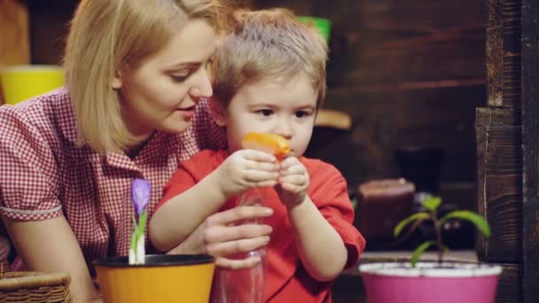 かわいい子供の男の子は、植物の世話をする彼の母親を助ける。植物の花。男の子が花を植える女性。植物やもやしの発芽を成長します。女と男の子は植木鉢で植物をスプレーします. — ストック動画