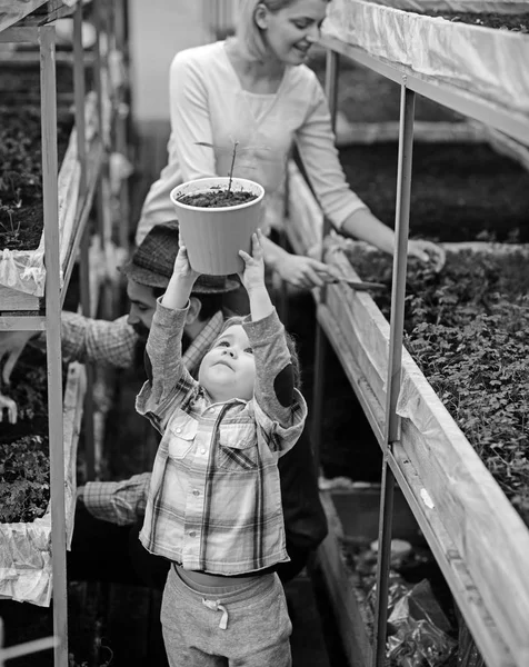 Család együtt dolgoznak az üvegházhatást okozó. Szőke kisfiú tartja fent a fejét, anya és apa ültetés virágok, háttérben rózsaszín pot — Stock Fotó