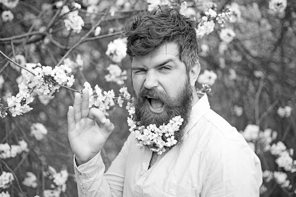 Bearded male face near blooming cherry tree. Hipster with cherry blossom in beard shows ok gesture. Man with beard and mustache on winking face near tender white flowers. Spring mood concept. — Stock Photo, Image