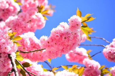 Kayısı çiçek açması makro yumuşak dalları gökyüzü arka plan üzerinde odaklanın. Kiraz çiçeği. Bahar çiçekleri arka plan. Sacura kiraz ağacı. Sakura Festivali.