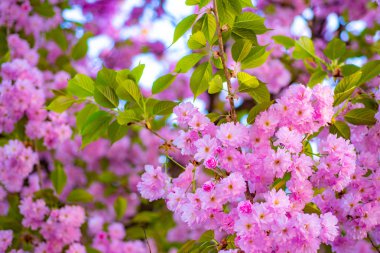 Kiraz çiçeği. Sacura kiraz ağacı. Japon cherry. Prunus serrulata. Çiçeği ağaç doğa arka plan üzerinde. Bahar çiçekleri.