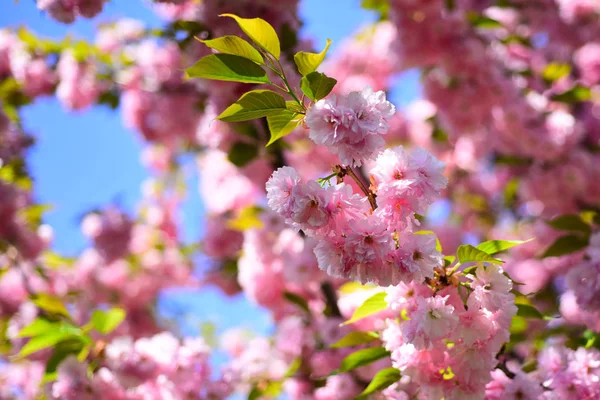 Kiraz çiçeği. Bahar çiçekleri arka plan. Sacura kiraz ağacı. Sakura Festivali. — Stok fotoğraf