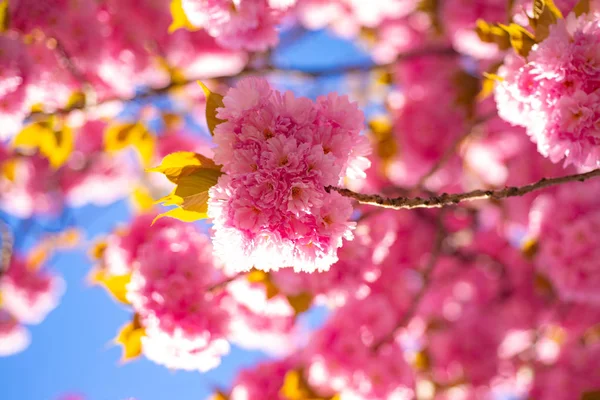 桜。Sacura 桜の木。枝の繊細な春の花。春。青色の背景色と雲と春の花。日本の桜。プルナスの serrulata. — ストック写真