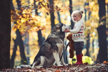 Sonbahar ormanda köpek ile küçük kız. Etkinlik ve aktif dinlenme. Husky ile Çocuk oyun ve oyuncak ayı taze hava açık. Çocukluk, oyun ve eğlence. Kırmızı başlıklı kız masal ormanda kurt ile