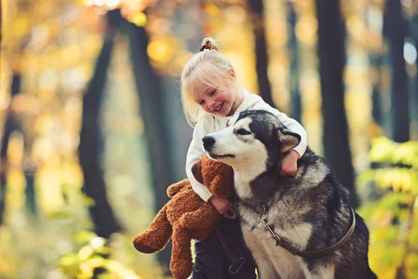 Child play with dog in autumn forest. Child with husky and teddy bear on fresh air outdoor