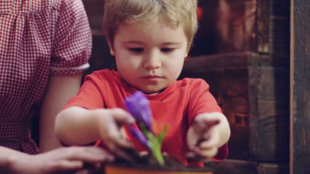 幸せなブロンド少年の両親の農場で開いている地面に植える植物苗に役立ちます。国内の庭にプラスチックの鉢に小さな子供持株苗。ビューを閉じます。選択と集中. — ストック動画