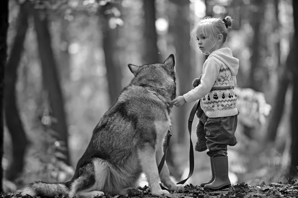 Cagoule rouge avec loup dans les bois de conte de fées. Petite fille avec chien dans la forêt d'automne. Enfance, jeu et plaisir. Activité et repos actif. Jeu d'enfant avec husky et ours en peluche sur l'air frais extérieur — Photo