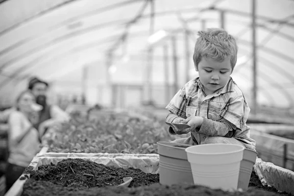 Enfant occupé remplissant de terre les pots orange, vert et jaune. mignon blond garçon jouer dans serre tandis que ses parents se tenir plus loin — Photo