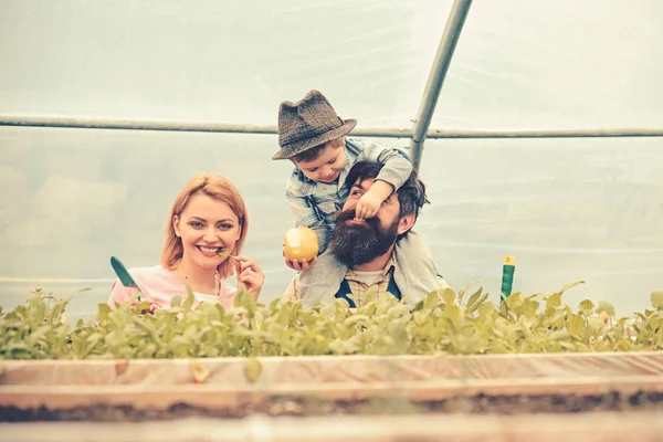 Família feliz em estufa. Mamãe posando com folha verde na boca, enquanto o filho está alimentando o pai com maçã sentada em seus ombros. Homem barbudo brincando com seu filho em chapéu fedora — Fotografia de Stock