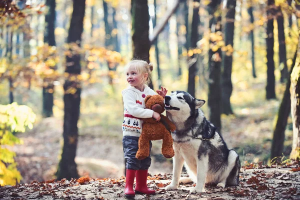 Criança com husky e ursinho de pelúcia no ar livre fresco. Criança brinca com cachorro na floresta de outono — Fotografia de Stock