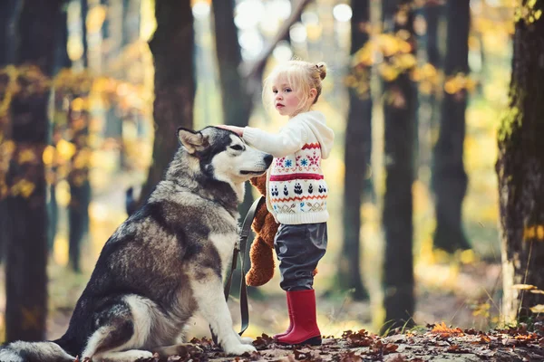 Kind spelen met husky en teddy bear op frisse lucht buiten. Red riding hood met wolf in bos sprookje. Activiteit en actieve rust. Jeugd, spel en plezier. Meisje met hond in herfst bos — Stockfoto