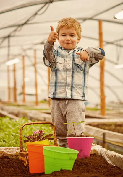 Melegházi iparág. melegházi iparág pdoruction. kis gyerek farmer munka melegházi iparág. melegházi iparág koncepció. szórakozás. — Stock Fotó