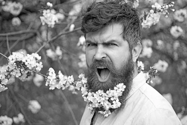 Bearded male face near blooming cherry tree. Hipster with cherry blossom in beard. Man with beard and mustache on shouting face near tender white flowers. Spring mood concept.