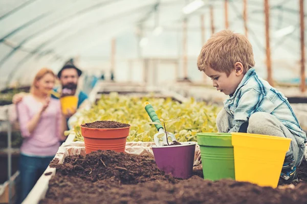 小さな子供のピンクの鉢に花を植えます。親は温室効果で作業中土とボックスで遊んでいるサイド ビュー金髪少年 — ストック写真