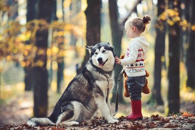 Çocukluk, oyun ve eğlence. Kırmızı başlıklı kız masal ormanda kurt ile. Husky ile Çocuk oyun ve oyuncak ayı taze hava açık. Sonbahar ormanda köpek ile küçük kız. Etkinlik ve aktif dinlenme