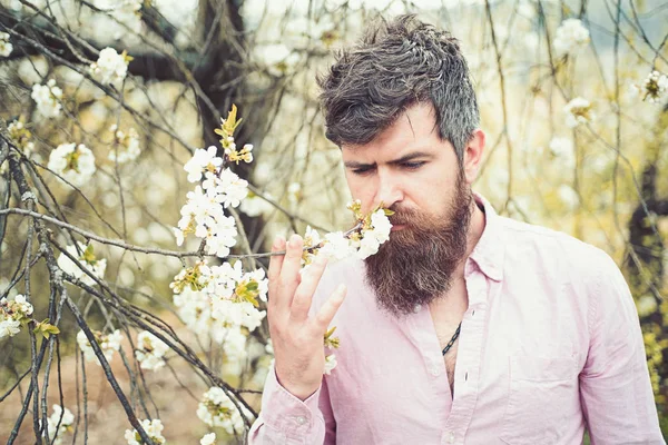 Homme barbu près d'un cerisier en fleurs. Hipster renifle la fleur de cerisier. Homme avec barbe et moustache sur le visage calme près des fleurs blanches tendres. Concept d'humeur de printemps . — Photo