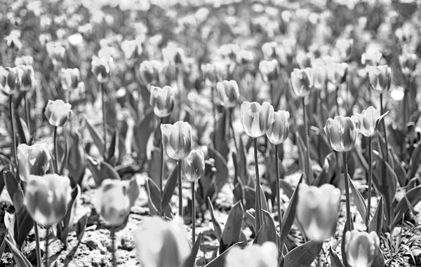 Tulip field. spring flower field. summer time. farming and gardening. 8 march or womens day. flower shop concept. mothers day holiday present. nature and ecology. beauty. holland tulips field.