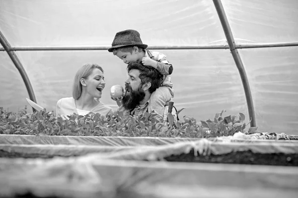 Criança em chapéu fedora alimentando seus pais com maçã enquanto se senta nos ombros dos pais. Homem barbudo com sua esposa e filho em estufa — Fotografia de Stock
