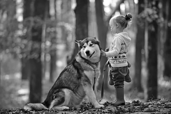 Infancia, juego y diversión. Capucha roja con lobo en bosques de cuento de hadas. Niño jugar con husky y oso de peluche en el aire libre al aire libre. Niña con perro en el bosque de otoño. Actividad y descanso activo —  Fotos de Stock