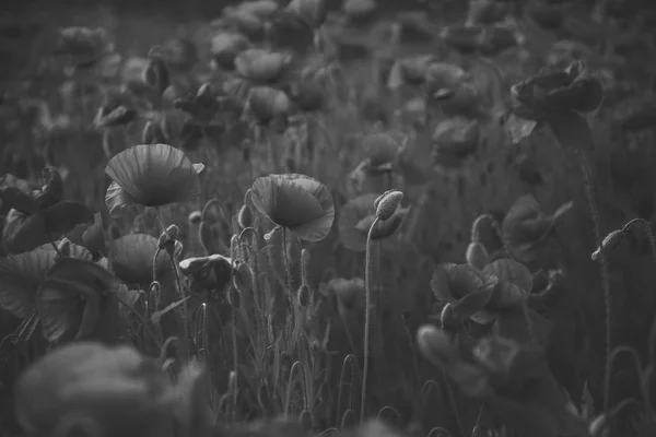 Flores As papoulas vermelhas florescem no campo selvagem. — Fotografia de Stock