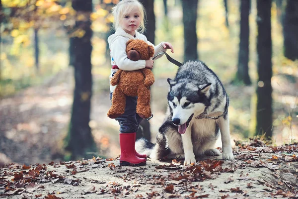 Aktivitet och aktiv vila. Barn spela med husky och Nalle på frisk luft utomhus. Liten flicka med hund i höst skog. Röd ridning huva med vargen i Sagan skogen. Barndom, spel och roliga — Stockfoto