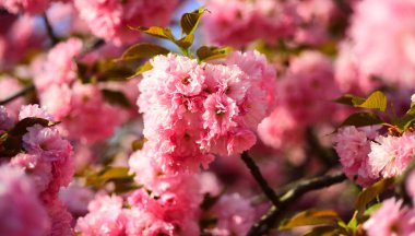 Kiraz çiçeği. Kopenhag Sakura Festivali. Sacura kiraz ağacı. Çiçeği ağaç doğa arka plan üzerinde. Bahar çiçekleri.