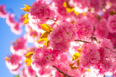 Pembe çiçeği ile bahar sınır arka plan. Kiraz çiçeği. Şube hassas bahar çiçekleri. Sacura kiraz ağacı. Sakura Festivali.