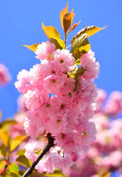 Fiore di ciliegio. Sacura ciliegio. Primavera fiori sfondo. Albero dei fiori sullo sfondo della natura. Fiori primaverili . — Foto Stock