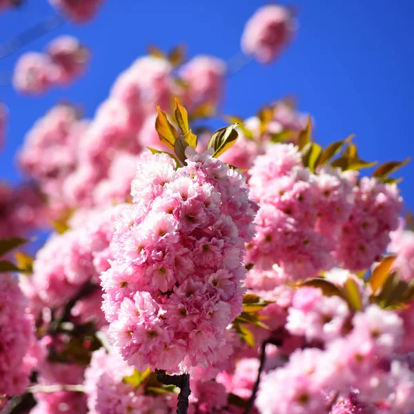 Sezon wiosenny. Wiosenne kwiaty niebieskie tło i chmury. Piękne kwiaty ogrodowe. Kwiat wiśni. Wiśnia Sacura. — Zdjęcie stockowe