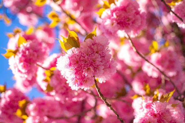 Вишневий цвіт. Весняний час. Весняні квіти з блакитним фоном і хмарами. Сакура вишневе дерево . — стокове фото