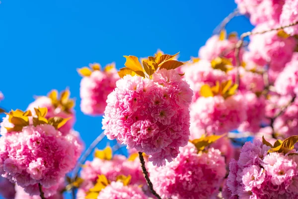 Άνθος κερασιάς. Σακούρα κερασιά. Ανθισμένα άνθη σακούρα κλείνουν με μπλε ουρανό στο φόντο της φύσης. Ιαπωνικό κεράσι. Prunus serrulata. — Φωτογραφία Αρχείου