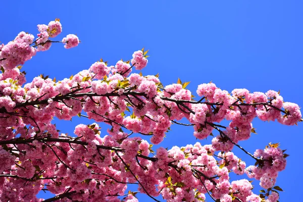 Sedmikráska květ, kvetoucí květy sedmikráska v louce. Třešňový květ. Sacura třešeň. Kvetoucí strom nad přírodní pozadí. Jarní květiny. — Stock fotografie