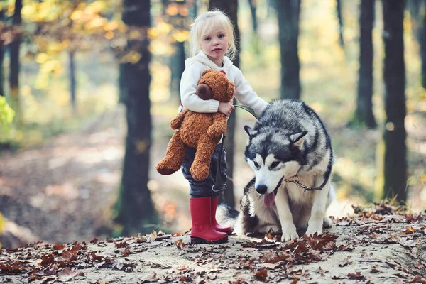 Menina com cão na floresta de outono. Criança brincar com husky e ursinho de pelúcia no ar fresco ao ar livre. Infância, jogo e diversão. Capuz de equitação vermelho com lobo em bosques de conto de fadas. Actividade e repouso activo — Fotografia de Stock