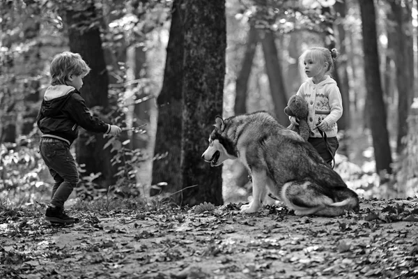 少女と少年の友人は、森の中でハスキー ペットと遊ぶ。子供たちは秋の森で犬を訓練します。友情と子供が大好きです。犬の訓練の概念。ゲーム、楽しい、活動および新鮮な空気にアクティブな残りの部分 — ストック写真