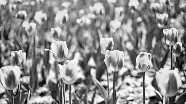 holland tulips field. Tulip field. spring flower field. summer time. farming and gardening. 8 march or womens day. flower shop concept. mothers day holiday present. nature and ecology. beauty