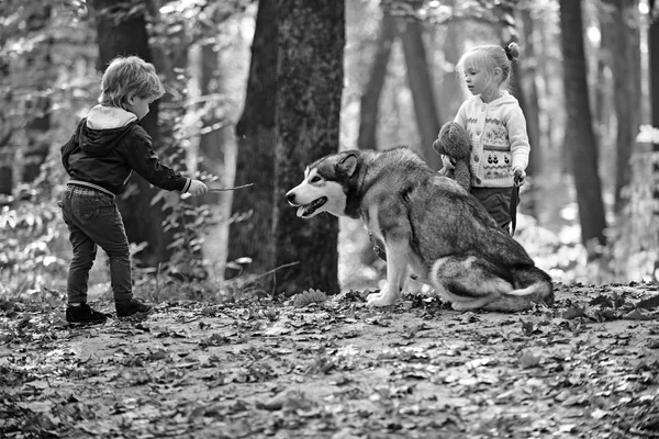 Friends training dog in autumn forest. Friends, friendship and child love — Stock Photo, Image