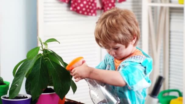 Ragazzo che spruzza fiori in una pentola. Concetto primaverile, natura e cura. Bambino ragazzo cura per le piante. Pianta fiori. Coltivazione di piante e germogli germinazione. E 'primavera. Generazione e sviluppo di concetti . — Video Stock