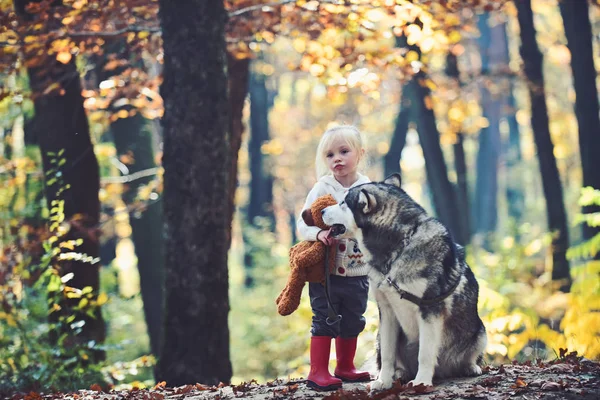 Red riding hood with wolf in fairy tale woods. Child play with husky and teddy bear on fresh air outdoor. Little girl with dog in autumn forest. Childhood, game and fun. Activity and active rest — Stock Photo, Image