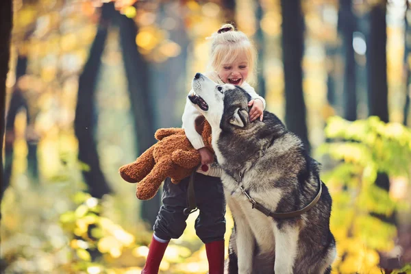 Dívka se psem v podzimním lese. Dívka si zahrávají s huskym a medvídkem na čerstvém vzduchu venku — Stock fotografie