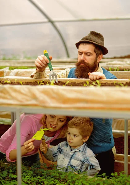 Cultivo. cultivo agrícola. cultivo em fazenda familiar. cultivo de estufa. desfrutar do seu trabalho . — Fotografia de Stock