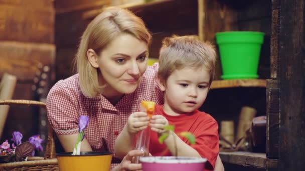 Little kid holding seedling in plastic pots on the domestic garden. Close up view. Happy gardeners with spring flowers. Child care for potted plant. Cute child boy helps his mother to care for plants. — Stock Video