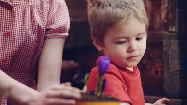 Plantera blommor. Kvinna med en pojke växt blommor. Familjen växt blommor. Växande växter och groddar grobarhet. Vårtid. Happy blond Boy hjälper Plant plantor för plantering i krukor. — Stockvideo